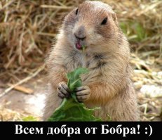 Только это не бобр