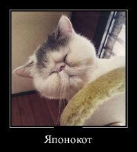 Остров кошек