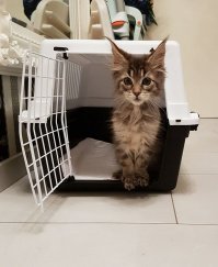 Знакомтесь, Бэрримор.