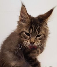 15 фотографий, которые доказывают, что у людей и мейн-кунов очень много общего