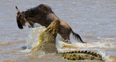 Атака крокодилов