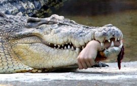 Атака крокодилов