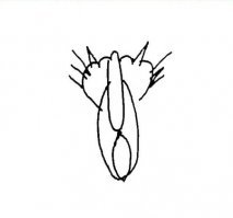 Художники средневековья не умели рисовать кошек