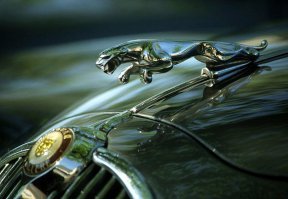 Остров кошек