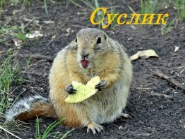 ... нуууу :) он просто "Привет" от друга Бобра передаёт. ;)