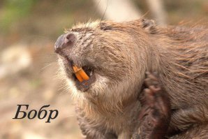 ... нуууу :) он просто "Привет" от друга Бобра передаёт. ;)