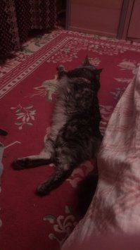 Пришёл год назад на дачу, худой больной, но очень добрый и ласковый. Забрали домой, вылечили, откормили. Теперь это Наши 9 кг счастья