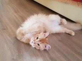 Обожаю кунов! Умнейшие животные! Наш ласковый,игривый..,с сыном(9лет) лучшие друзья! Себастьян (можно Севочка). 8 месяцев малышу,5.5 кг... Совсем крошка ещё! Не нарадуемся на него!:):):)