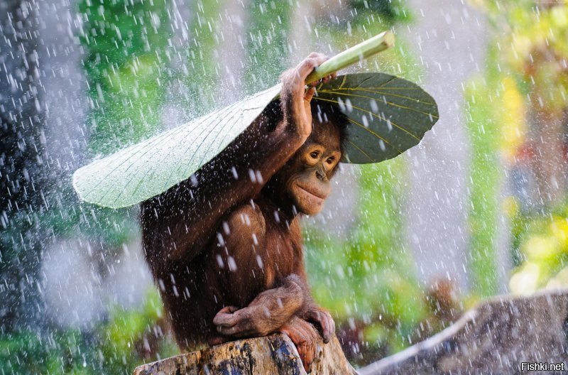 Животные имеют свои способы, как спрятаться от дождя