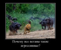 Сафари разборки: стадо буйволов встретилось лицом к лицу с прайдом Львов
