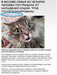 Вся семья госпитализирована из-за взбесившегося котика