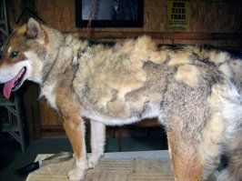 Все они шубу меняют.