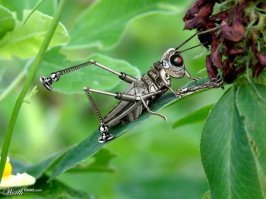 Круто, конечно. Микромир завораживает.
Но что тут делает фотожаба с механическим кузнечиком?
Внимательнее надо смотреть, когда постишь.