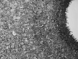 через 20 лет