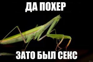 Красивые и веселые Букашки