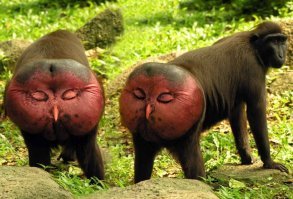 Прям капитан-очевидность... С таким же успехом можно, например в зоопарке, смотреть, через свернутую газетку на спящую птицу, которая без газетки окажется анусом бабуина.