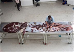 Бедные филиппинцы, не видели действительно больших кальмаров :)