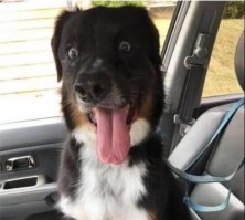 Топ-24 самых крутых селфи животных нашего времени