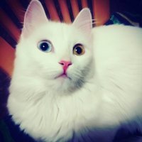 У меня кошка глухая. Живет и здравствует и оба мы счастливы)))))) Вот моя Басси