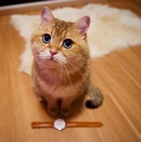 Такие подойдут?