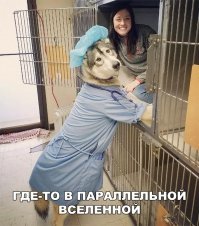 Фотопроект: 6 собак и 6 наборов предметов, описывающих их жизнь