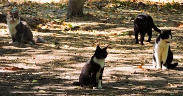 Музей-заповедник Танаис.
