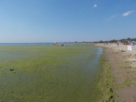 Такая же хрень и в Анапской бухте на Черном море,там вообще как кисель,цветет на десятки километров где песчаные пляжи, где начинаются галечные такой хрени нет