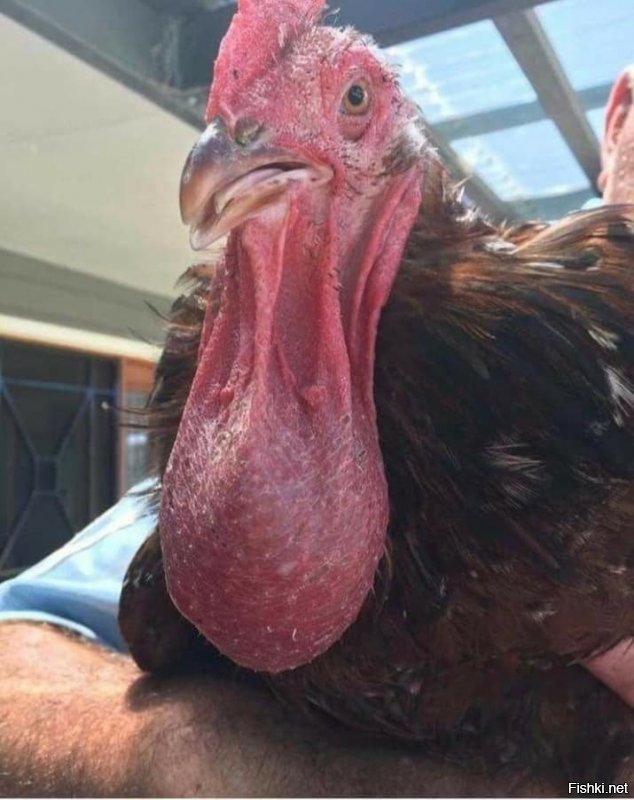 Птичий юмор