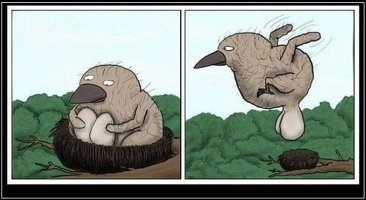 Птичий юмор