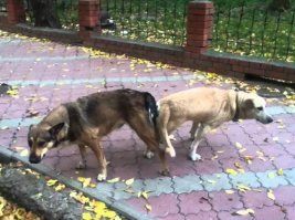 Подборка автомобильных приколов