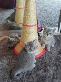 Фотогеничность зашкаливает: кот, который всегда замечательно выходит на снимках