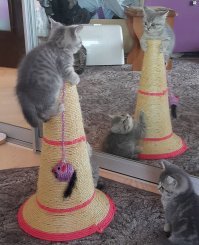 Фотогеничность зашкаливает: кот, который всегда замечательно выходит на снимках