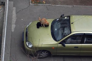 "Е...утся коты" (c)