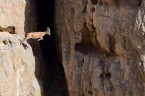 Классный снимок. Козы животные привередливые, бывает яблоко надкусишь, дашь ей, а она морду воротит, только не надкусанное давай, а бывало воды из ведра нальёшь собаке (корове или не важно кому) и она это видела, всё, можно не наливать, не будет пить пока другое не принесёшь. 
Конечно не все и не всегда, но взбрыки именно у коз самые частые.