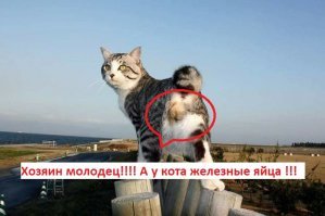 Фотогеничность зашкаливает: кот, который всегда замечательно выходит на снимках