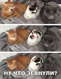 Субботний котопост