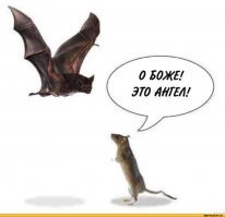 Microchiroptera , мышь летучая