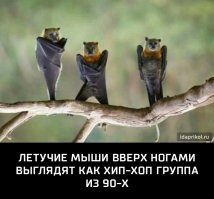 Microchiroptera , мышь летучая