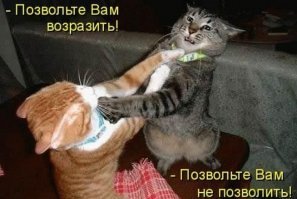 Субботний котопост
