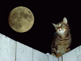 Очень колоритные уличные коты