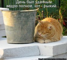 Очень колоритные уличные коты