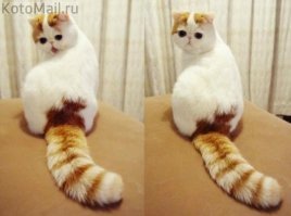 Субботний котопост