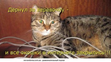 Субботний котопост