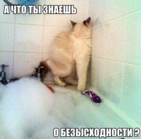 Субботний котопост