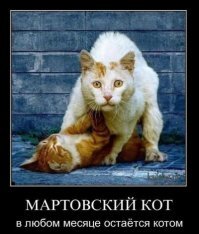Субботний котопост