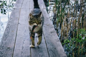 Очень колоритные уличные коты