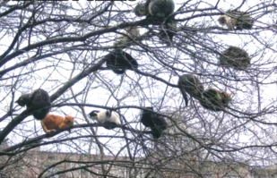 Очень колоритные уличные коты