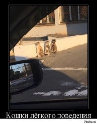 Очень колоритные уличные коты