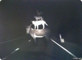 Потрясающие снимки победителей фотоконкурса Smithsonian