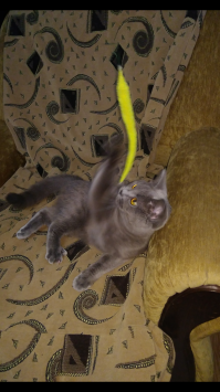 Субботний котопост